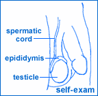 Testicular Self-Examination (TSE)